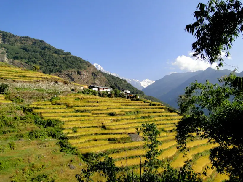 Annapurnas champs en terrasses