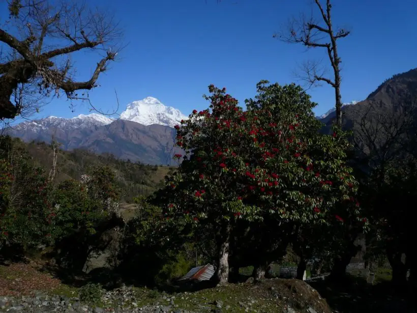 Trek Thorong La